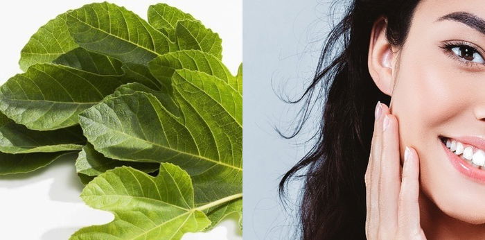 9 Manfaat Menakjubkan Daun Tin untuk Kesehatan, Salah Satunya Mencegah Kanker