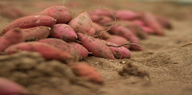 10 Manfaat Ubi Jalar bagi Kesehatan, Salah Satunya Baik untuk Kesuburan Perempuan