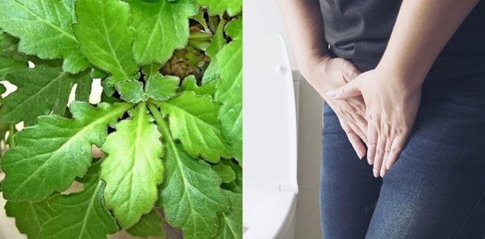 10 Manfaat Daun Beluntas untuk Kesehatan, Usir Pegal Linu, Bau Mulut hingga Keputihan