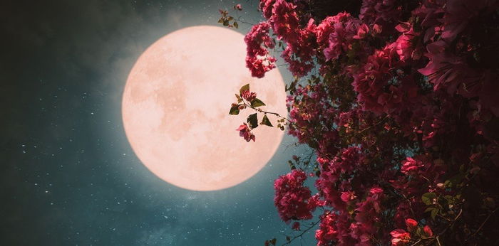 5 Fakta Menarik Pink Moon, Bulan Purnama Terbesar Hingga Bulan Paskah