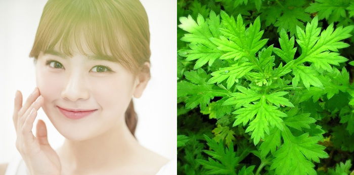 7 Manfaat Mugwort untuk Kecantikan Kulit Wajah, Cegah Penuaan Dini hingga Atasi Jerawat