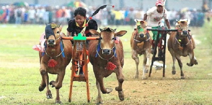 Mengenal Atraksi Budaya Khas Masyarakat Madura Karapan Sapi