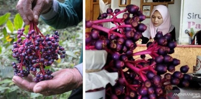 9 Manfaat Buah Parijoto, Bisa Tingkatkan Kesuburan Pasutri