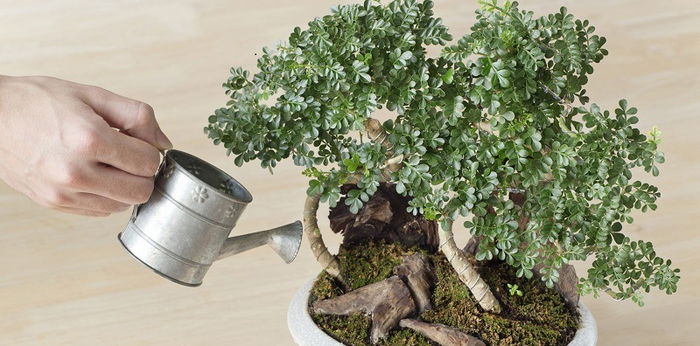 Jadi Peluang Bisnis yang Menjanjikan, Begini Cara  Membuat Bonsai