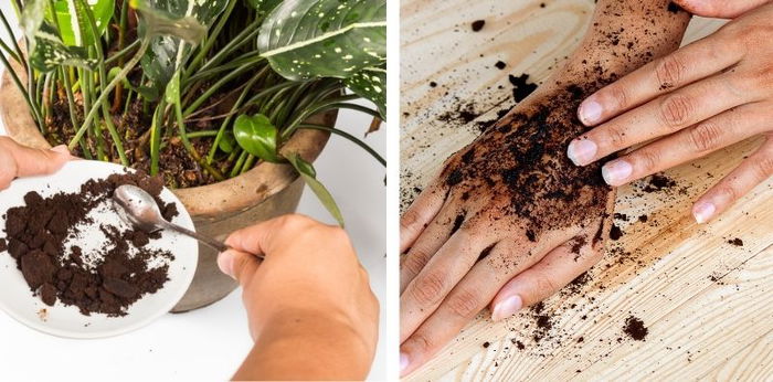 Jangan Dibuang! Cek 7 Manfaat Ampas Kopi untuk Tubuh hingga Jadi Pengendali Serangga