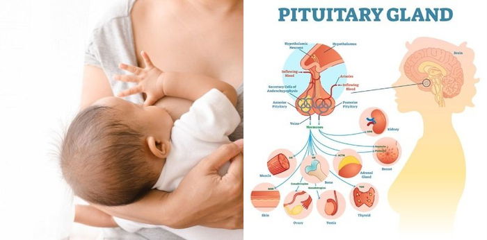 Hati-Hati Gejala Sindrom Sheehan, Kerusakan Kelenjar Setelah Melahirkan