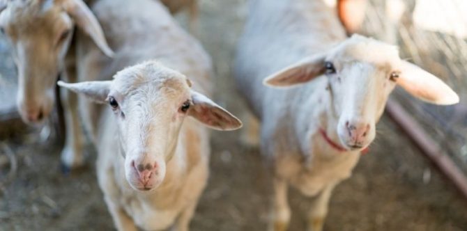 Doa dan Tata Cara Menyembelih Hewan Kurban Saat Iduladha