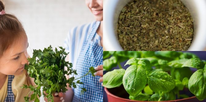 Jangan Salah Ambil Rempah! Ini Perbedaan Basil, Oregano, dan Parsley