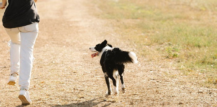 11 Arti Mimpi Dikejar Anjing, Tanda Akan Ada Masalah dengan Seseorang!