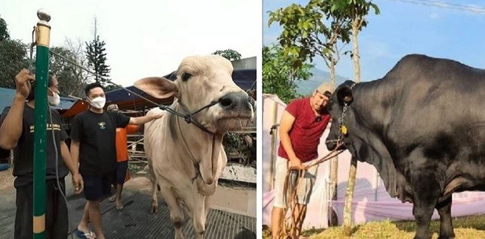 7 Artis Berkurban Sapi di Hari Idul Adha, Beratnya Ada yang Sampai 1,4 Ton!