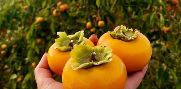 Bisa Cegah Kanker, Ini Segudang Manfaat Buah Kesemek bagi Kesehatan