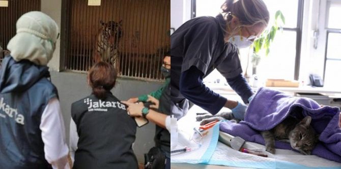 Deretan Kisah Hewan Positif COVID-19 Termasuk Indonesia, Ini Gejalanya!