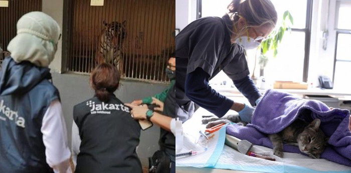 Deretan Kisah Hewan Positif COVID-19 Termasuk Indonesia, Ini Gejalanya!