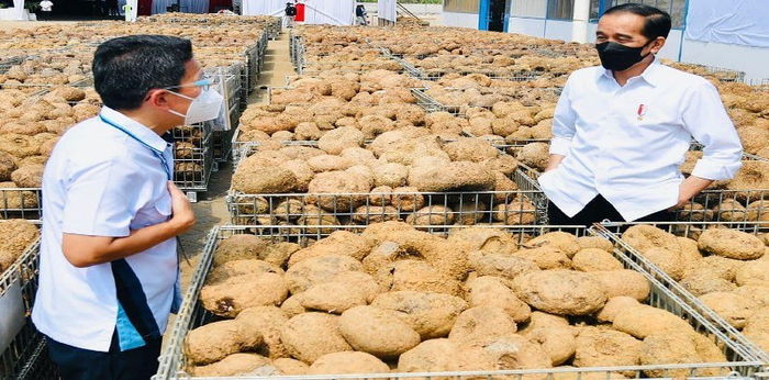 Dijagokan Presiden Jokowi, Ternyata Ini Ragam Manfaat Tanaman Porang