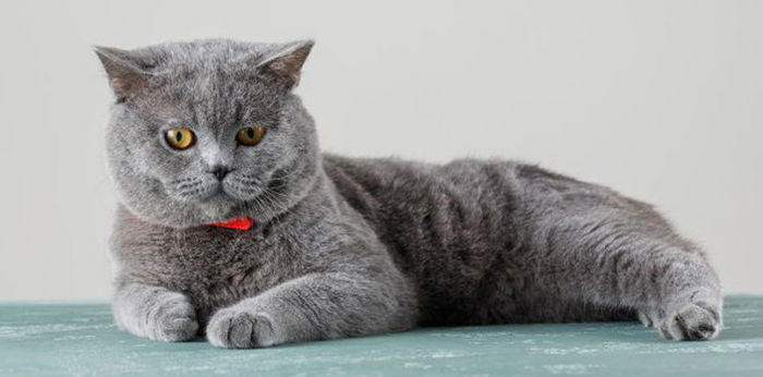 Takut Berlebihan pada Kucing? Bisa Jadi Anda Mengidap Ailurophobia!