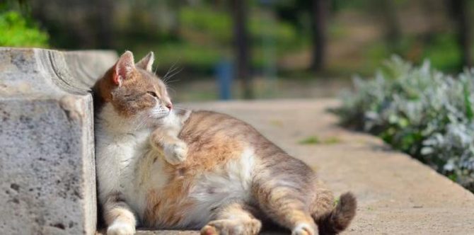 Ketahui 9 Ciri-Ciri Kucing Hamil, Ini Tanda dan Cara Mempersiapkan Persalinannya