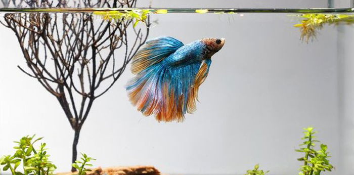 6 Cara Merawat Ikan Cupang agar Sehat dan Tumbuh Besar, Ini yang Perlu Diperhatikan!