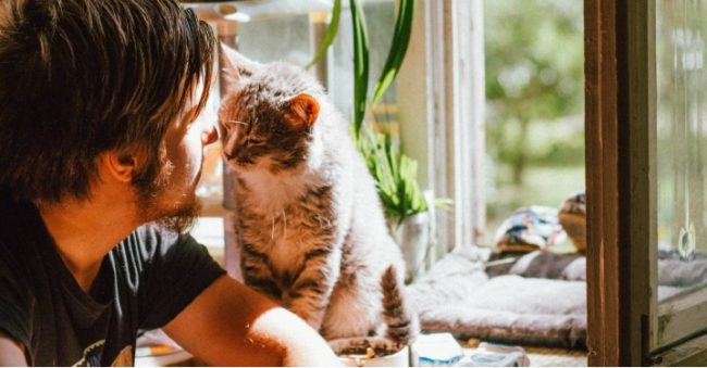 6 Cara Membuat Kucing Senang Tanda Saat Kucing Bahagia Stres