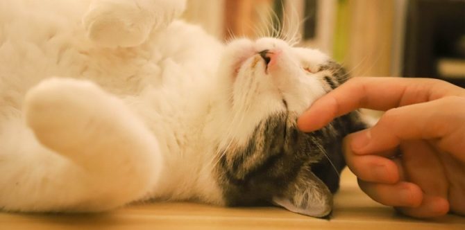 5 Perilaku Induk Kucing Setelah Melahirkan, Parents Perlu Perhatikan!