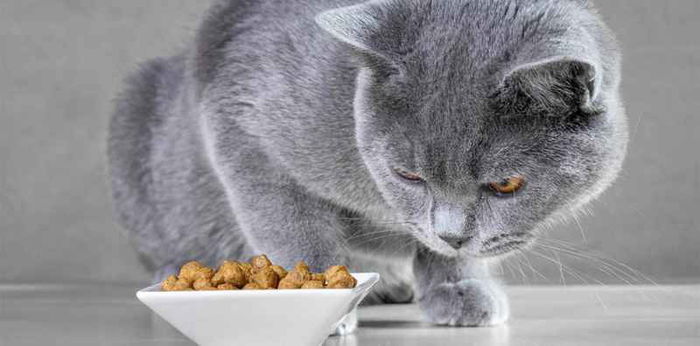 Jangan Khawatir, Ternyata Ini 7 Penyebab Kucing Tidak Mau Makan dan Solusinya