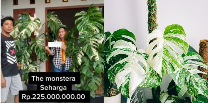 Mengenal Jenis Monstera, Ada yang Harganya Tembus Rp225 Juta hingga Terlangka