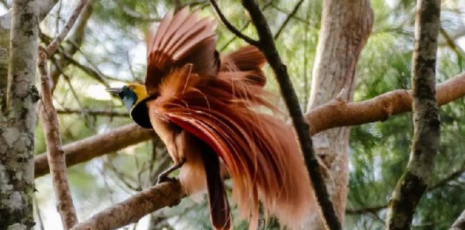 Burung Terindah di Dunia! Mari Mengenal Seluk Beluk Cendrawasih yang Terancam Punah