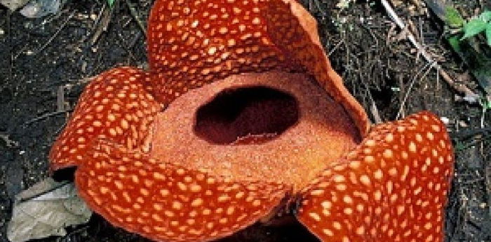 5 Fakta Menarik Rafflesia Arnoldii, Dinobatkan Sebagai Bunga Terbesar di Dunia