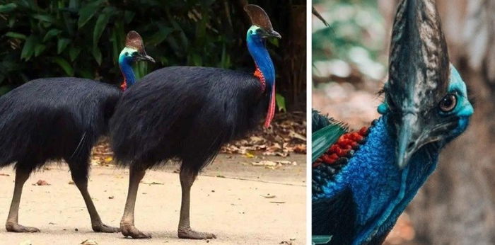 Burung Kasuari, Si Cantik yang Punya Kemampuan Membunuh