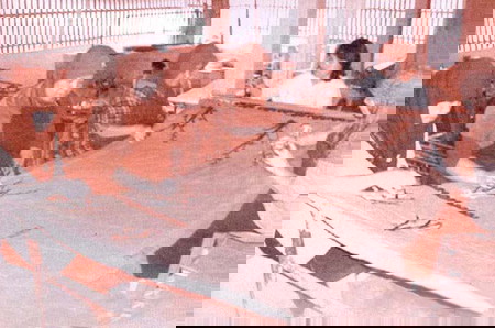 Mengenal Lebih Dekat Batik Pring Sedapur, Motif Batik Khas Sidomukti Jawa Timur