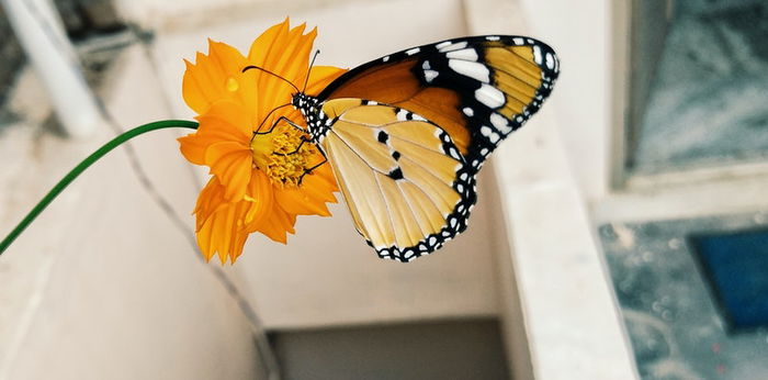 Rangkaian Edukasi Anak, Mengenal 4 Tahap Daur Hidup Kupu-Kupu