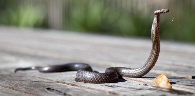 Pria di India Bunuh Istri dengan Ular Kobra, Dipenjara Seumur Hidup