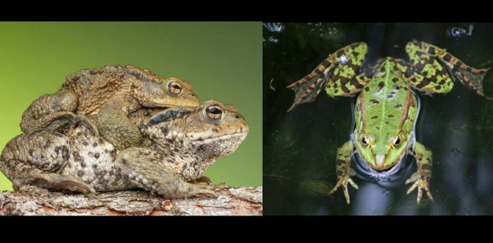 8 Perbedaan Katak dan Kodok, Kenali Agar Tidak Keliru!