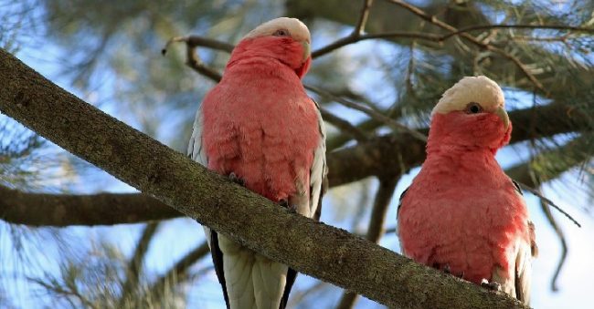 9 Hewan Paling Pintar di Dunia, Lumba-lumba hingga Kakaktua