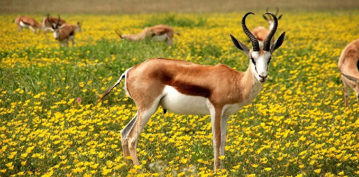 Kenalkan pada Anak, Ini 60 Nama Hewan dalam Bahasa Inggris dari A Sampai Z!