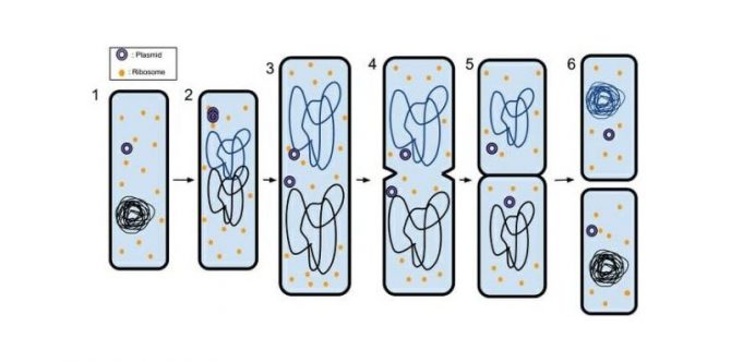 Jenis-jenis Pembelahan Sel Beserta Fungsi dan Tahapannya