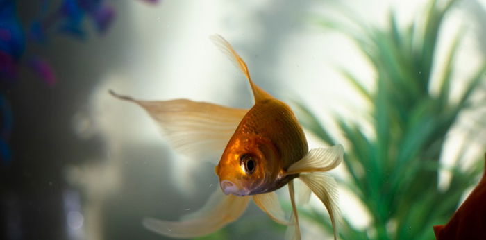 Catat! Ini 12 Jenis Ikan Hias Air Tawar yang Menarik untuk Dipelihara