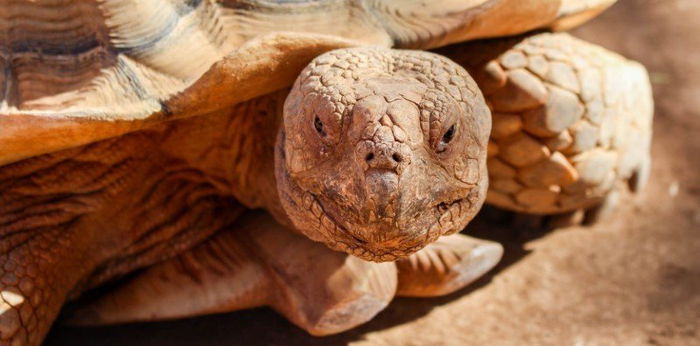 6 Hewan Ini Berumur Panjang, Usianya Bisa Mencapai Puluhan hingga Ratusan Tahun!