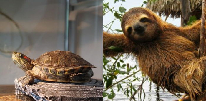 7 Hewan dengan Pergerakan Terlambat di Dunia, Ada yang Nyaris Tak Pernah Gerak!