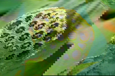 trypophobia