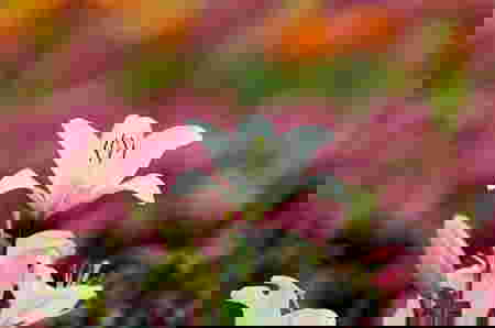 arti nama lily