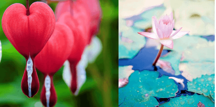 Pesonanya Memanjakan Mata, Inilah 10 Bunga Tercantik di Dunia