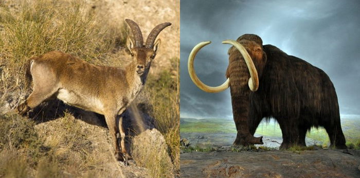 10 Hewan yang Sudah Punah di Dunia, Ada Mammoth Hingga Ibex!