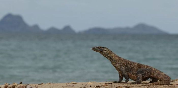 Fakta Menarik Pulau Komodo