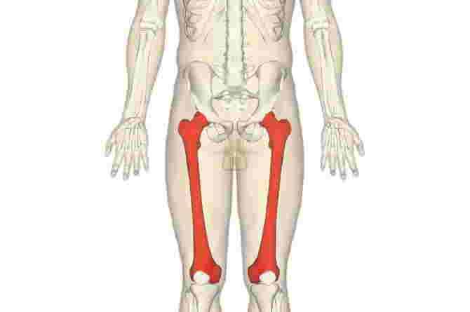 Understanding the Function of the Femur and Its Parts in the Human Body