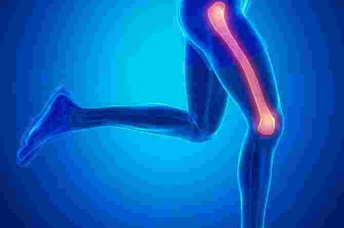 Understanding the Function of the Femur and Its Parts in the Human Body