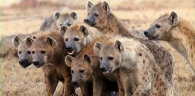 8 Hewan Paling Tidak Setia, Ada Lumba-lumba yang Jadi Favorit Banyak Orang!