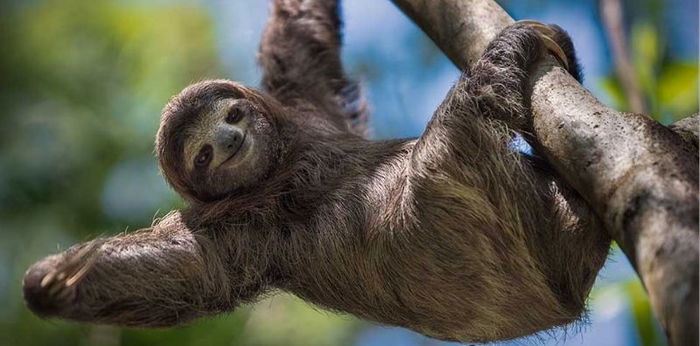 15 Hewan Termalas di Dunia, Ada Singa yang Bisa Tidur 24 Jam Sehari!