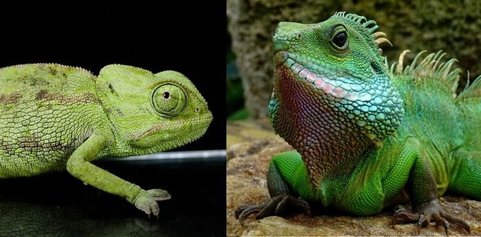 Ini 7 Perbedaan Iguana dan Bunglon, Reptil Unik yang Bisa Dipelihara