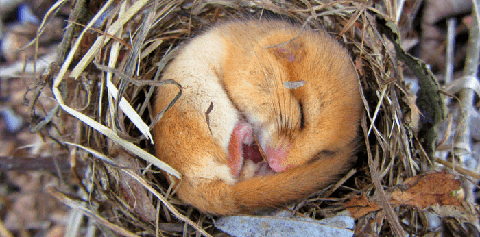 Pengertian Hibernasi dan Hewan yang Melakukannya, Tak Sekadar Tidur Panjang