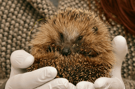 hibernasi